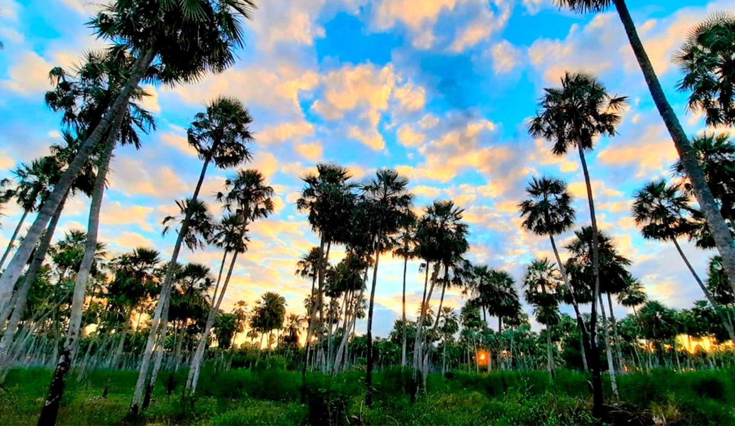 Parque Nacional El Palmar