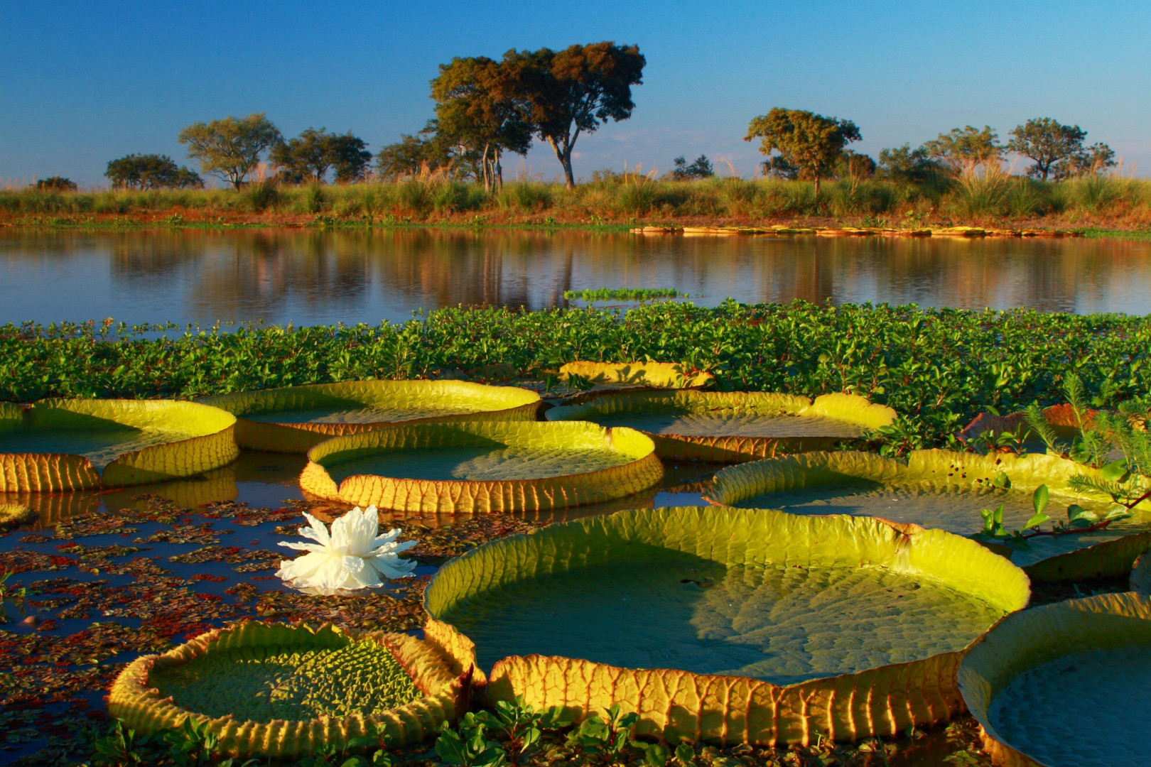 Misiones - Selva y Cultura
