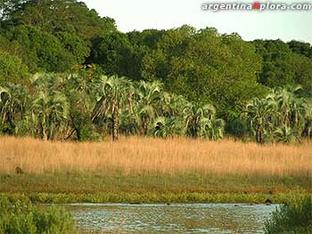 Esteros del Iberá